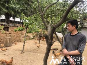 湖北荆门土鸡养殖(鸡蛋、土鸡大量滞销，京山养殖户急盼销路)