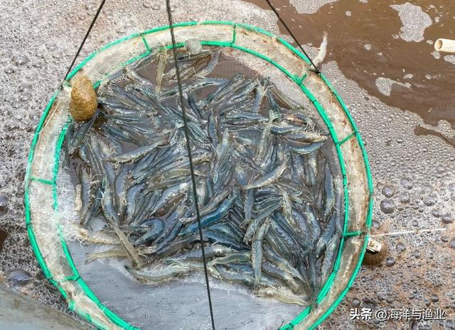 南海所“高密度对虾+海水罗非鱼异位串联的生物絮团零换水养殖技术”助力茂名鱼虾产业升级