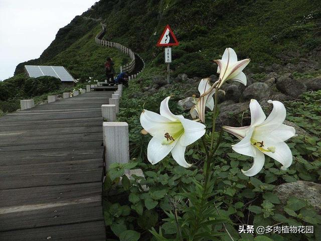 麝香百合的养护方法，赶紧收藏，回家养一盆