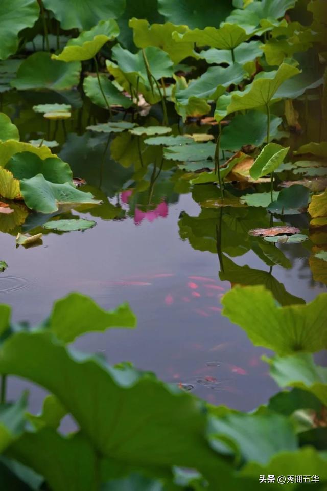 翠湖：十亩荷花鱼世界 夏日赏荷正当时