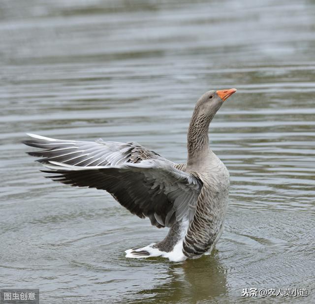 养鹅的几种配种方法，高级养殖技术，在这里分享给大家，共同学习