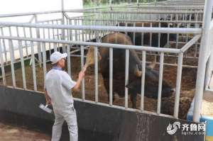 山东淄博肉牛养殖场(中国梦·黄河情｜“我这个水平能达到小康了”山东高青县农民在黑牛养殖场当饲养员，年