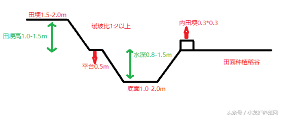 小龙虾养殖红火，想赚钱，稻虾池塘选址及设计图方案大全请带走！