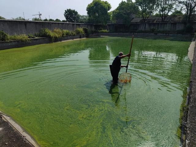 2700只！这些“上海土著”就住在嘉定