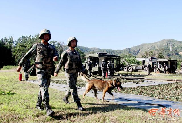 揭秘秦岭腹地的军犬基地：住独院有军籍、伙食有标准、防疫有专人