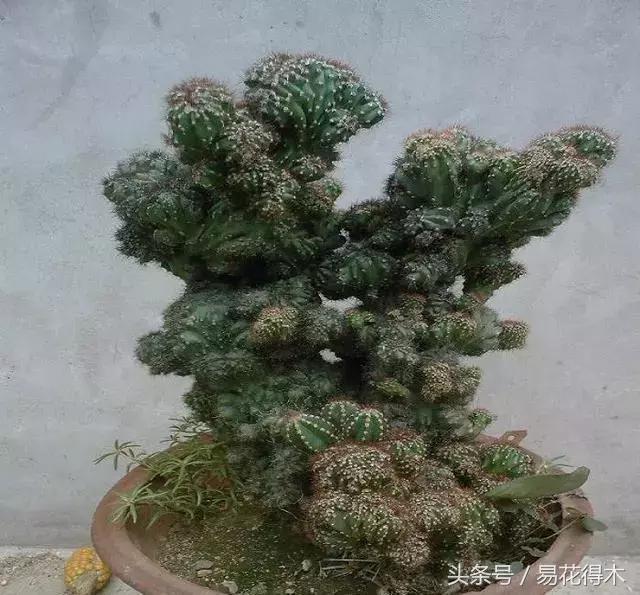 多肉推荐：山影拳（仙人山）的鉴赏与养护