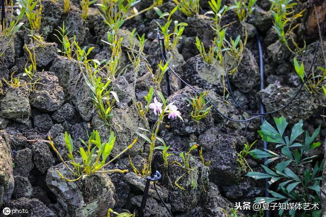 吊兰丨如何种石斛？在家种植的注意事项