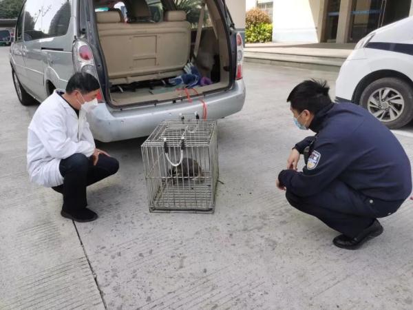 浙江一村民家惊现“神奇动物”，似猪非猪，似鼠非鼠……