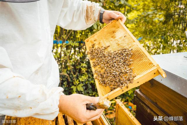 200只工蜂，一个王台能养殖成功吗？3种情况下，这2种情况能成功