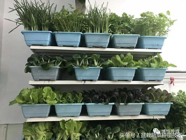 蚯蚓养殖结合盆栽蔬菜种植立体种养结合，农牧商品+有机蔬菜模式