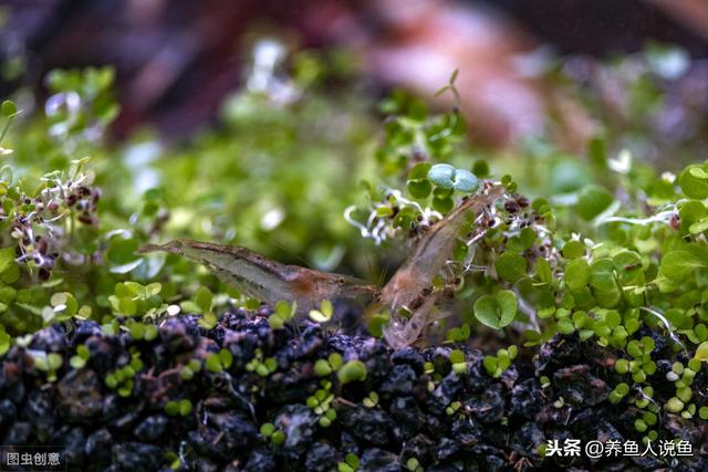 水草鱼缸清洁小助手---黑壳虾的养殖