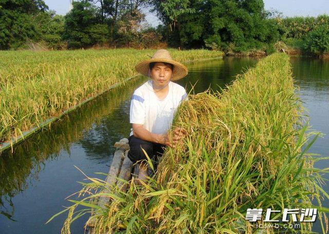 稻在水上种鱼在水下长，望城农民“鱼稻共生”种养技术受追捧