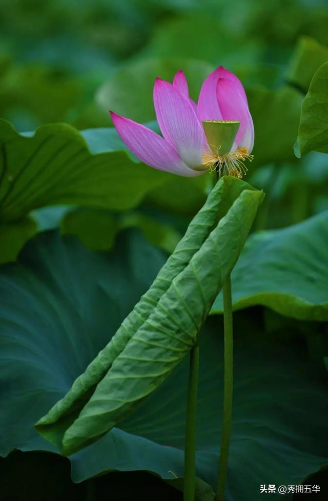 翠湖：十亩荷花鱼世界 夏日赏荷正当时