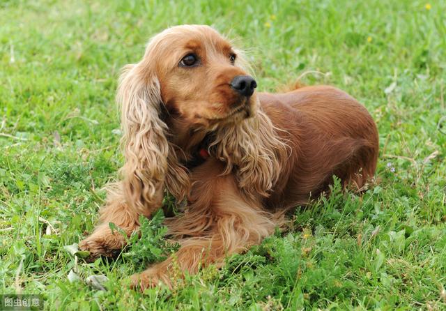 小型犬这么多，我们该养哪一种，看看这十种适合在家饲养的小型犬