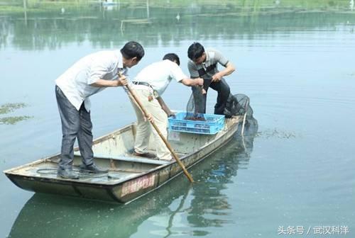 小龙虾养殖技术手册