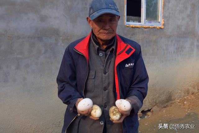 农民回乡过年，朋友讲养鹅比较赚钱，风险小还包回收，能从事吗？