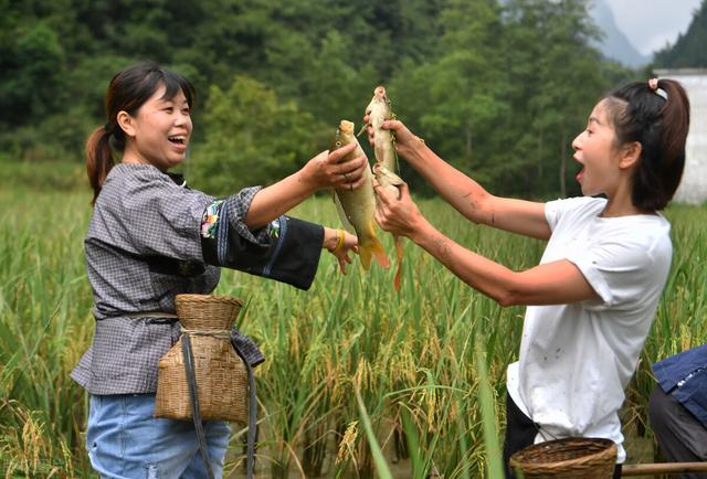 南方人不吃鲤鱼？稻花鱼却是一个例外，养殖方法特殊最贵60元1斤