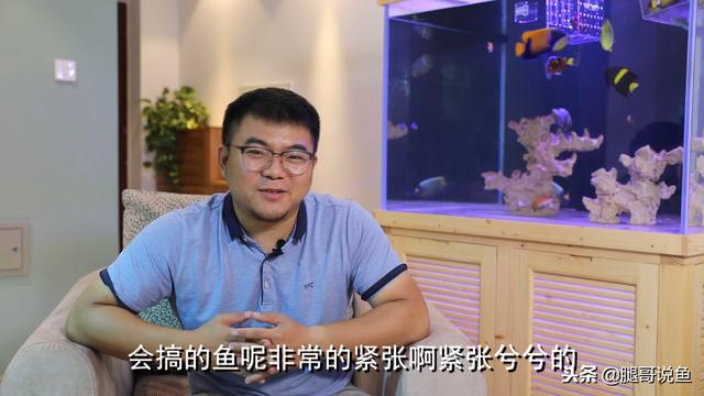 饲养斑马狗头的方法及注意事项有哪些？十年鱼友为你揭秘养殖技巧