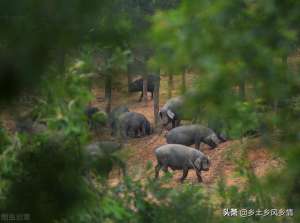 养殖黑土猪(为什么不建议养黑猪？真实原因既现实又无奈)