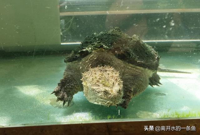 鳄龟怎么养？3分钟教你学会饲养这种“身披铠甲的水中猛兽”