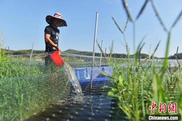 湖南衡东县民众立秋时节忙农事