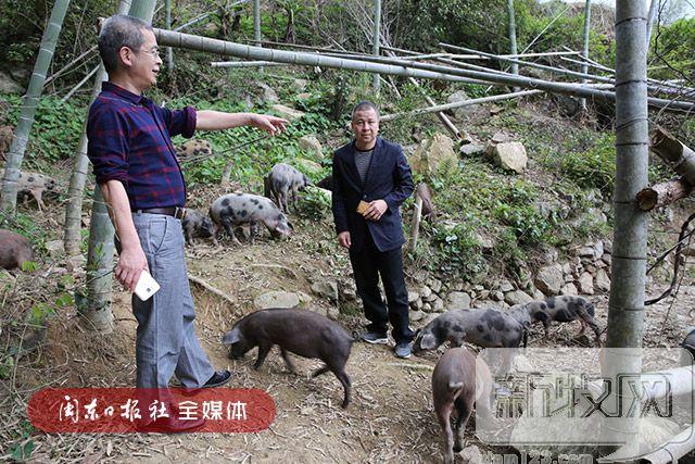 福建福安：“野花猪”产业迈开新步伐