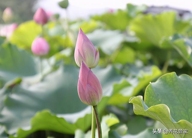 盆栽荷花如何养？老园丁不外传的秘诀都在这