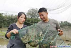 宜宾青蛙养殖基地(四川纳溪杨忠琼 返乡创业搞种养 带领村民共致富)