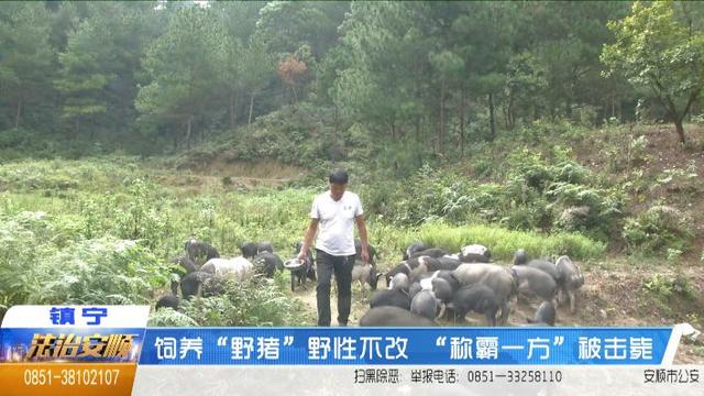 饲养“野猪”野性不改，“称霸一方”被击毙