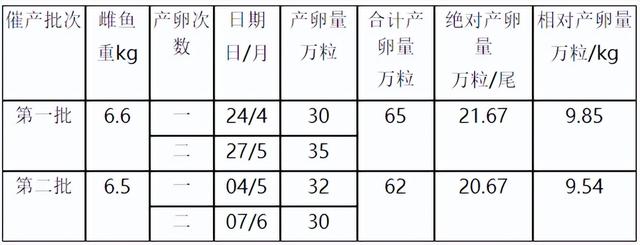 鳜鱼亲鱼的小网箱培育及两次催产试验