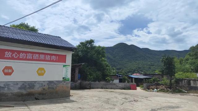 “青农绿盟”基地之行：美丽乡村的生态底色，孕育出富硒生态黑猪