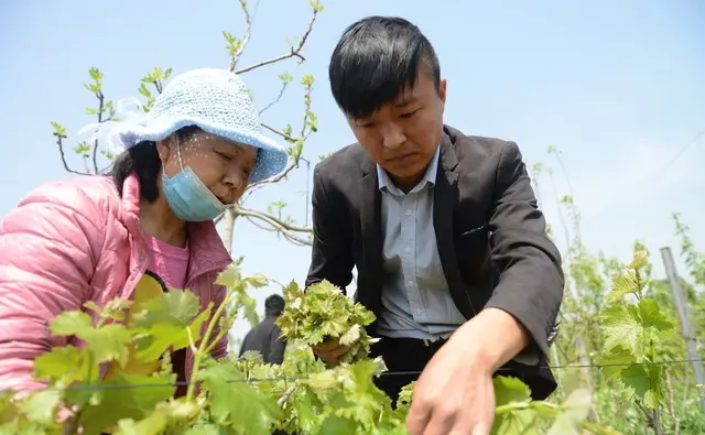 河南小伙养的这种鸡能长二三十斤，能卖五六百元，看是啥