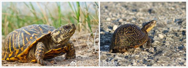 佛系养星？佛罗里达箱龟（Terrapenecarolinabauri）饲养以及繁育