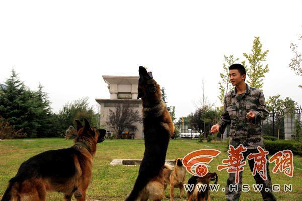 揭秘秦岭腹地的军犬基地：住独院有军籍、伙食有标准、防疫有专人