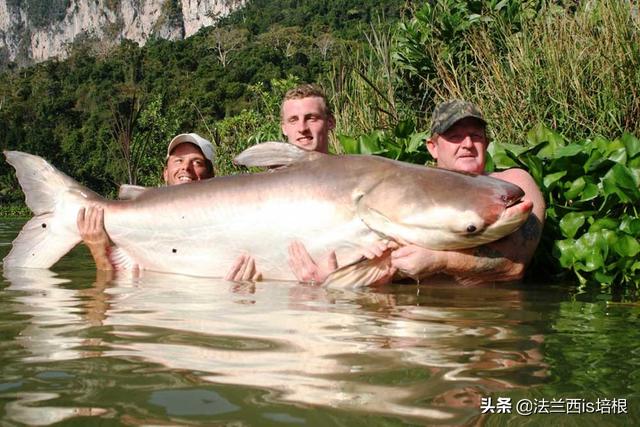 刷新记录！湄公河钓到600斤最大淡水鱼，河里还有巨型鲶鱼、鲤鱼