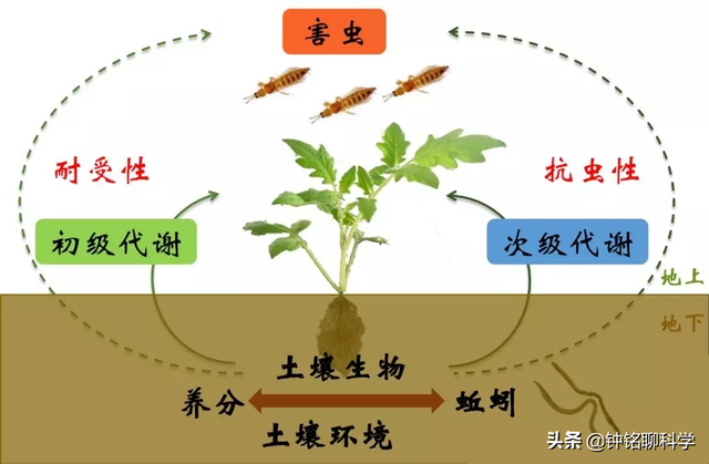 农村电蚯蚓为何如此猖獗，暴利下隐藏着怎样的生态危机？