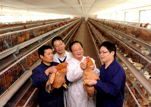 农村养殖，合同鸡有什么套路，你知道吗？