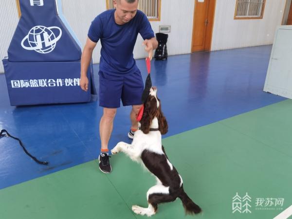 探访南京消防搜救犬训练基地 原来神勇搜救犬是这样炼成的