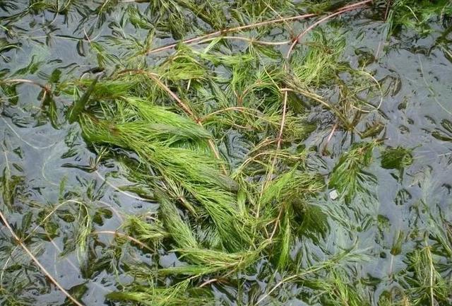 螃蟹养殖的水草栽植技术