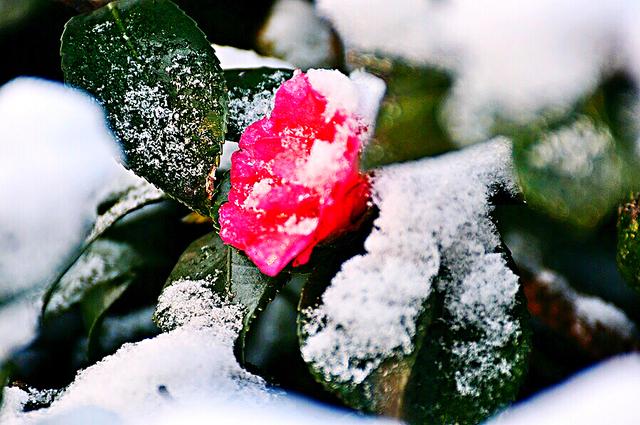 耐冬（青岛市市花）ll 叶硬经霜绿，花肥映雪红