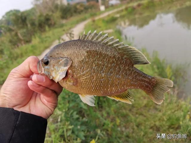 别看它个头小，咬钩却很凶猛，浅谈太阳鱼的钓法及用饵