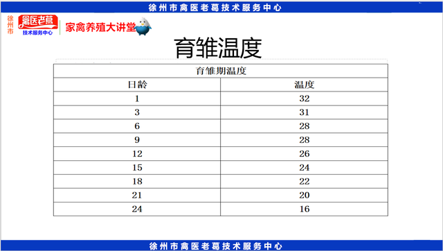 最新养鸭育雏期饲养管理鸭苗1到10天的养殖技术种鸭的饲养与管理