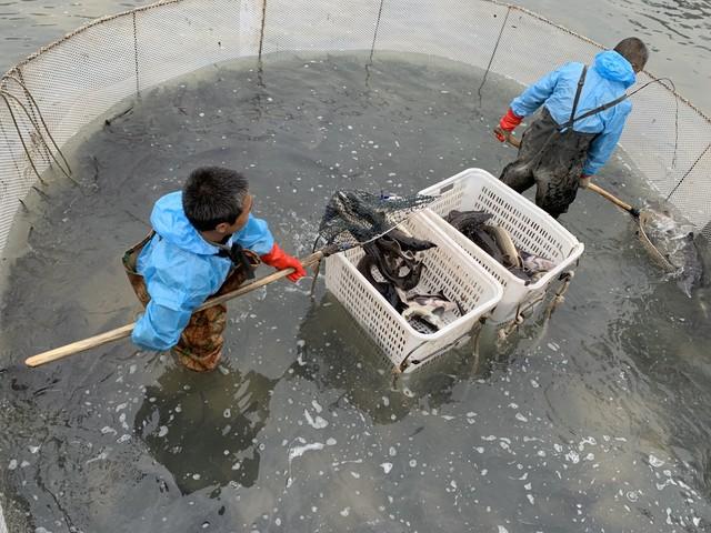 家里的水泥池养了3年的鱼，大年三十放干水抓鱼，看这鱼长多大了