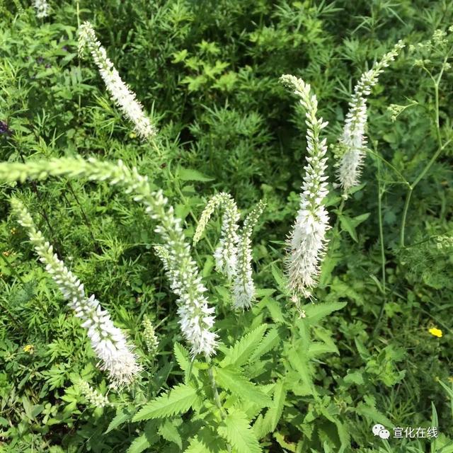 张家口赤城黑龙山森林公园花草丰盛蝶飞蜂舞