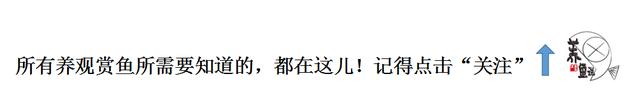 为什么热带鱼总养不好？需要注意哪些？记住这2点即可