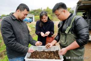 苏北小龙虾养殖(早春精养龙虾塘放养虾苗后，这样管理水位，一个月就可卖成虾)