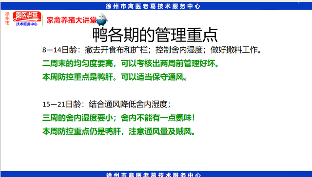 最新养鸭育雏期饲养管理鸭苗1到10天的养殖技术种鸭的饲养与管理