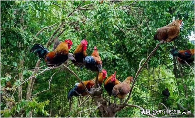 中裕百丰贵阳花溪农场巧用山水林木资源，打造土鸡避暑胜地