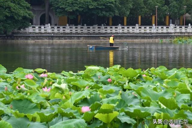 翠湖：十亩荷花鱼世界 夏日赏荷正当时