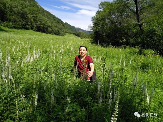 张家口赤城黑龙山森林公园花草丰盛蝶飞蜂舞